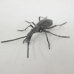 海鳴りさん専用出品 満田晴穂氏作品 自在置物 マイマイカブリ 自在置物