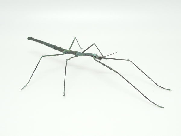 自在置物標本箱 ナナフシ