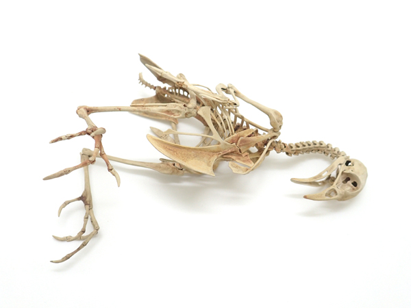 自在置物標本箱 ウズラ