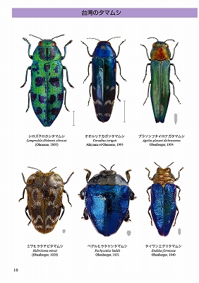 マレーシア産 最大種のタマムシ 74mm マレーシア産 最大種のタマムシ