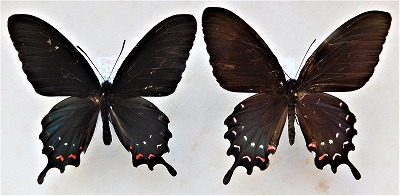 ハイブリッド】アグリアス×プレポナ（メス、ペルー産） ハイブリッド