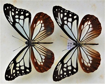 東南アジアの蝶