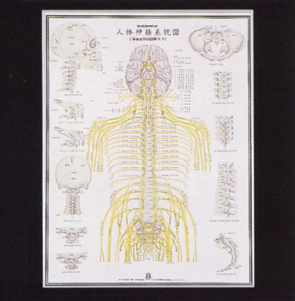 人体神経系統図 パネル3枚と整体幕 人体神経系統図 パネル3枚と整体幕