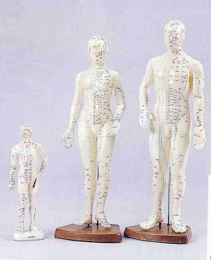 経穴人形 中国製 【公式通販】