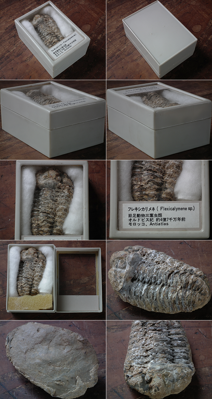 モロッコ産 ガリアネミスの肢骨化石