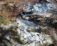 岐阜県柿野東洞の灰鉄輝石と緑水晶