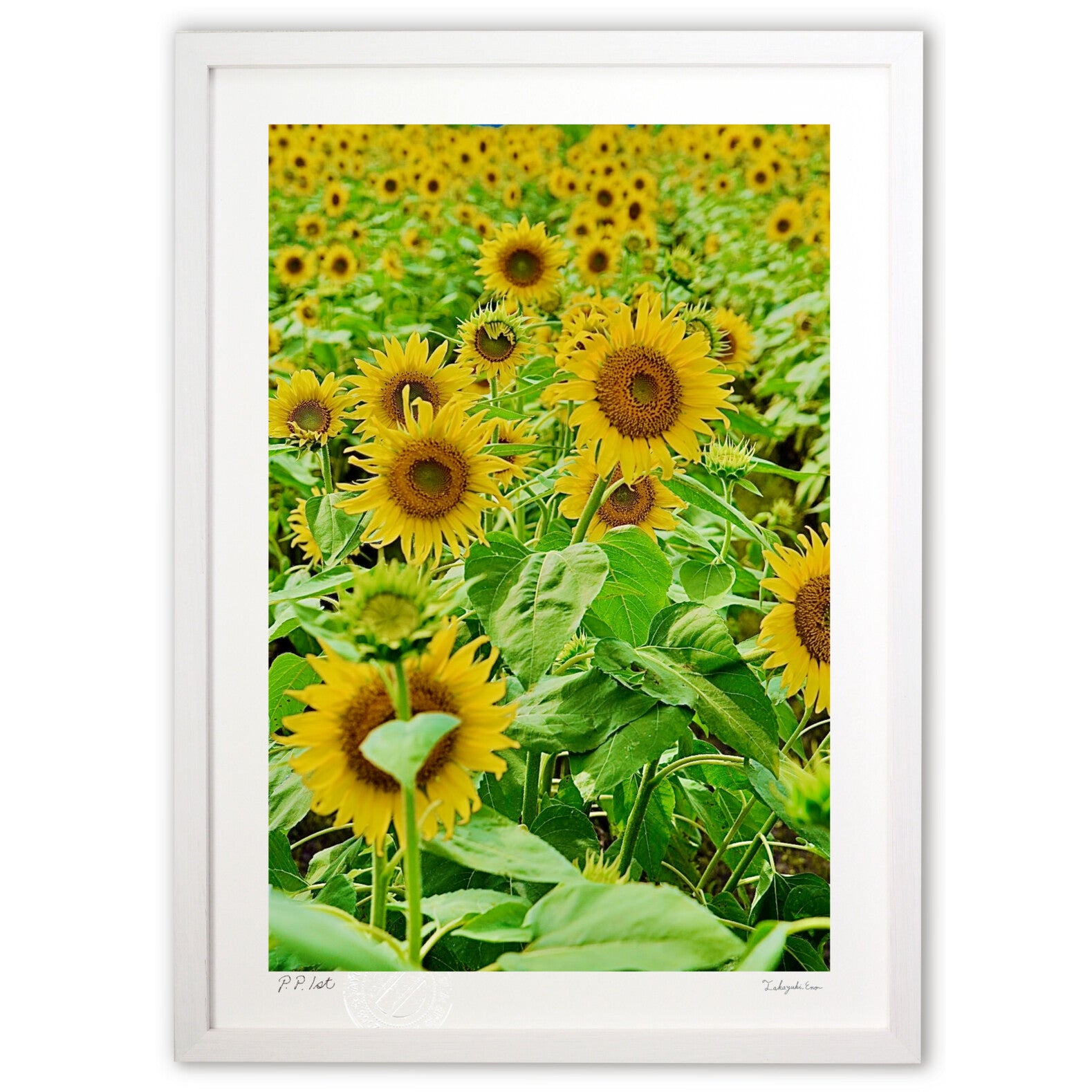 ひまわり 絵 人気 フレーム サイズ 夏 甲子園 記念 激安 レア絵