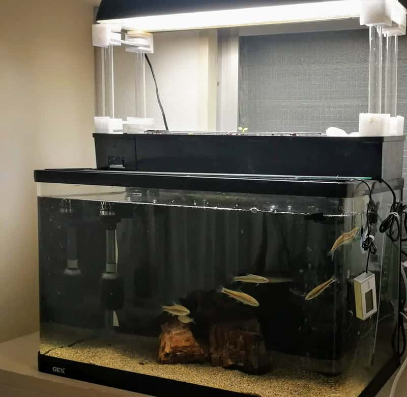 上部濾過式アクアポニックス水槽セット 自作】水槽で水耕栽培