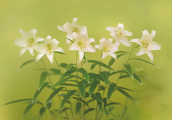 vol21hanacon (1)1.jpg