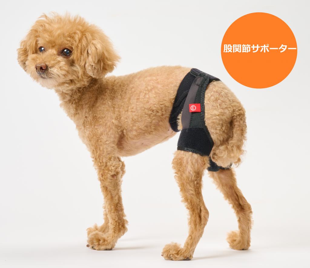 アニサポ ヒップ 小型犬向け 股関節サポーター – anifull