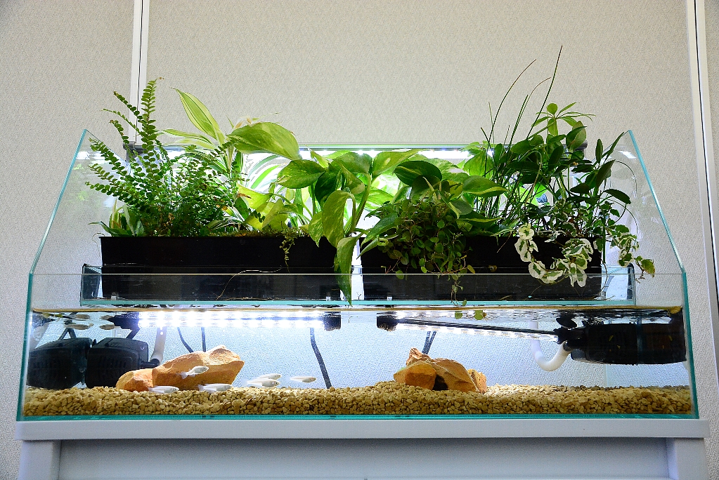 おまけつき♪】アクアポニックスシステム 水耕栽培 隔離ケース 濾過