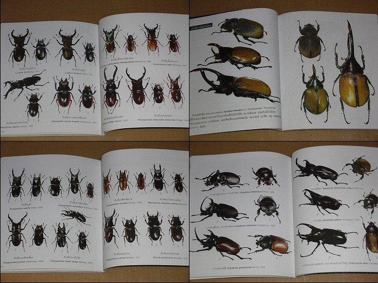 動植物関連書籍 ＞ 節足動物 ＞ 昆虫（甲虫） ＞ カブトムシとクワガタ