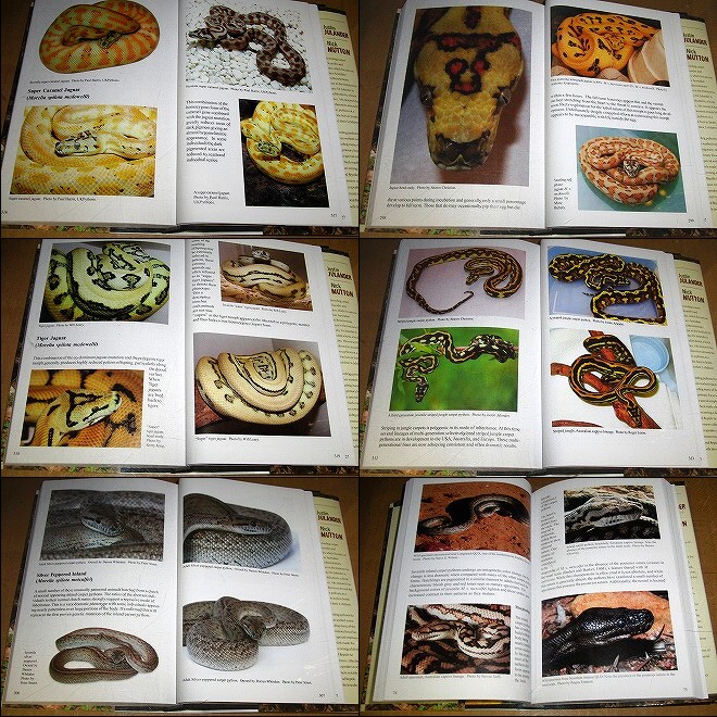 洋書 Complete Carpet Python 以下検索 蛇 パイソン ボア 動植物関連