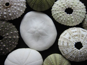 Peronella lesueuri殻