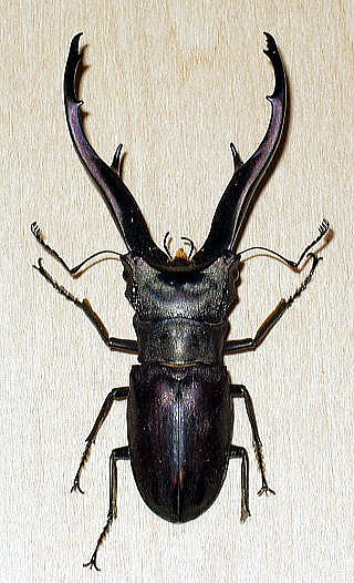 インペラトール