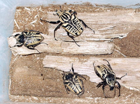 サザナミゴライアス