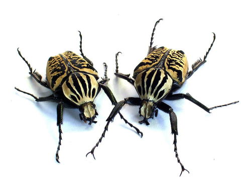 サザナミゴライアス