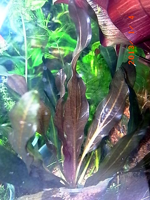 エキノドルス ホレマニー スーパーレッド | ビーシュリンプと水草の日記