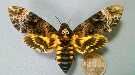 クロメンガタスズメ | 虫けら屋の「ちょっと虫採り行ってくる！」