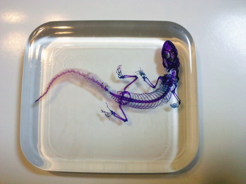 透明骨格標本ヘラオヤモリ