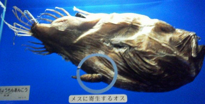 激レア】ミツクリエナガチョウチンアンコウ♀ ホルマリン標本