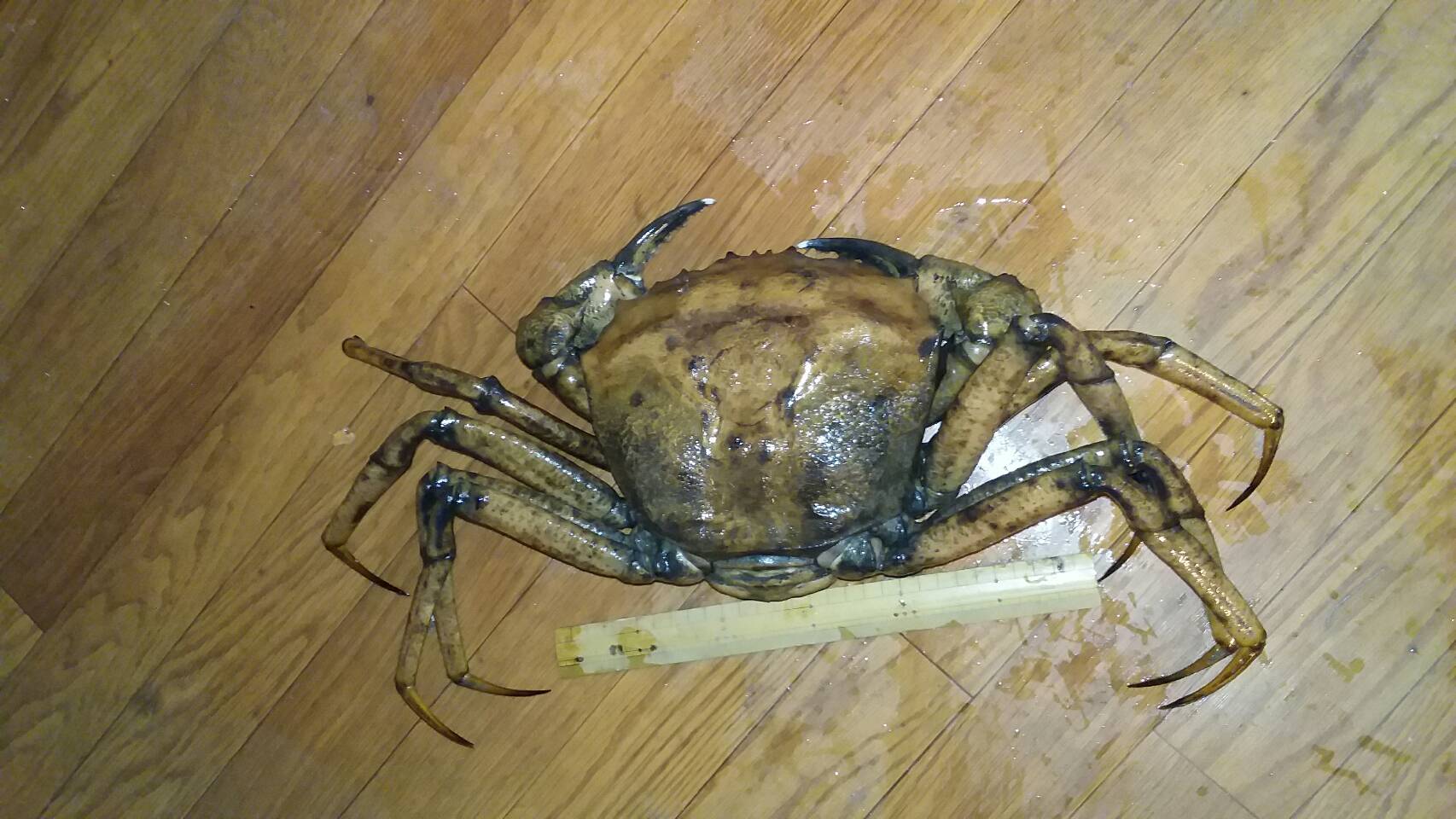 オオエンコウガニ | 株式会社エラスモブランチ 企業ブログ