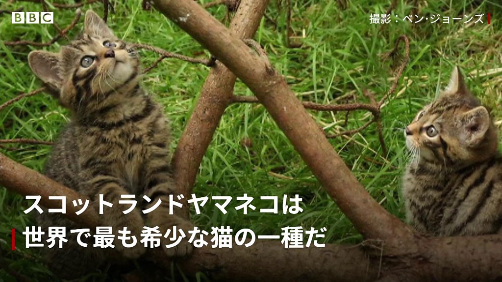 5年前に行方不明の猫、1900キロ先で発見 奇跡の再会 - BBCニュース