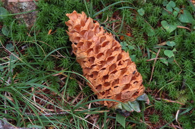 朝鮮五葉松松ぼっくり 北海道十勝朝鮮五葉松 松ぼっくり&殻付き松の実