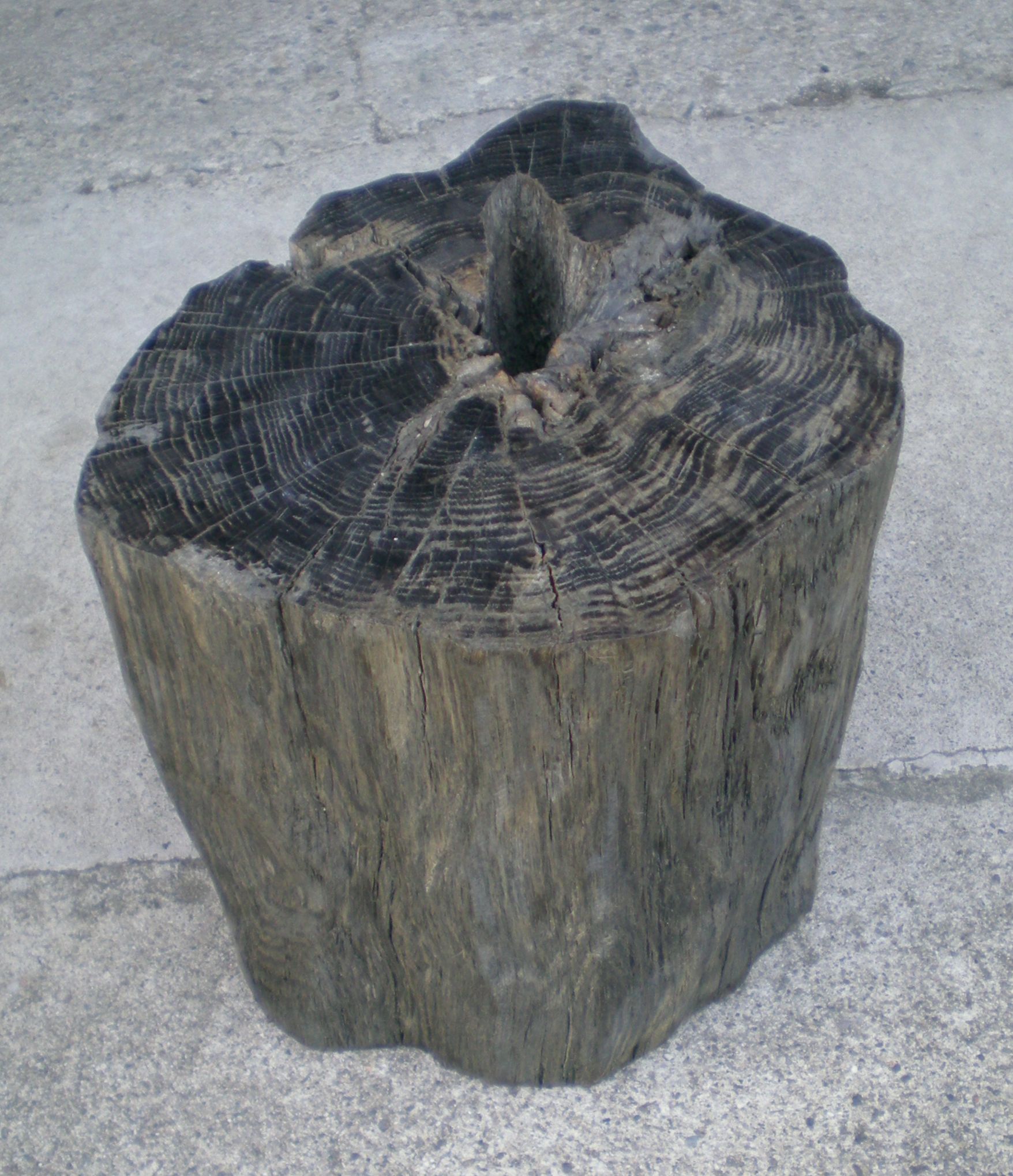 阿武隈川の埋もれ木