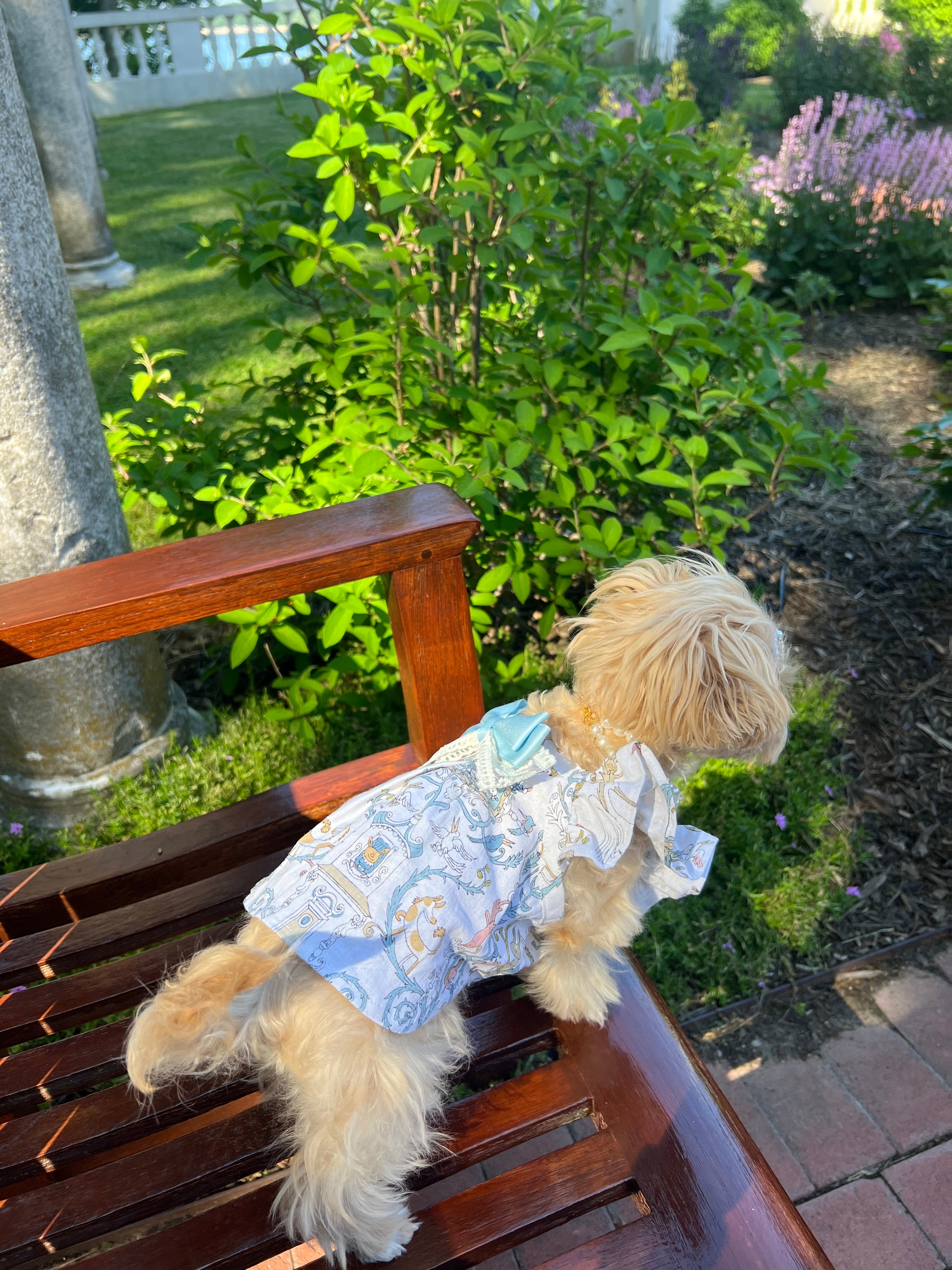 Breeze bliss Dolly pet dress dog