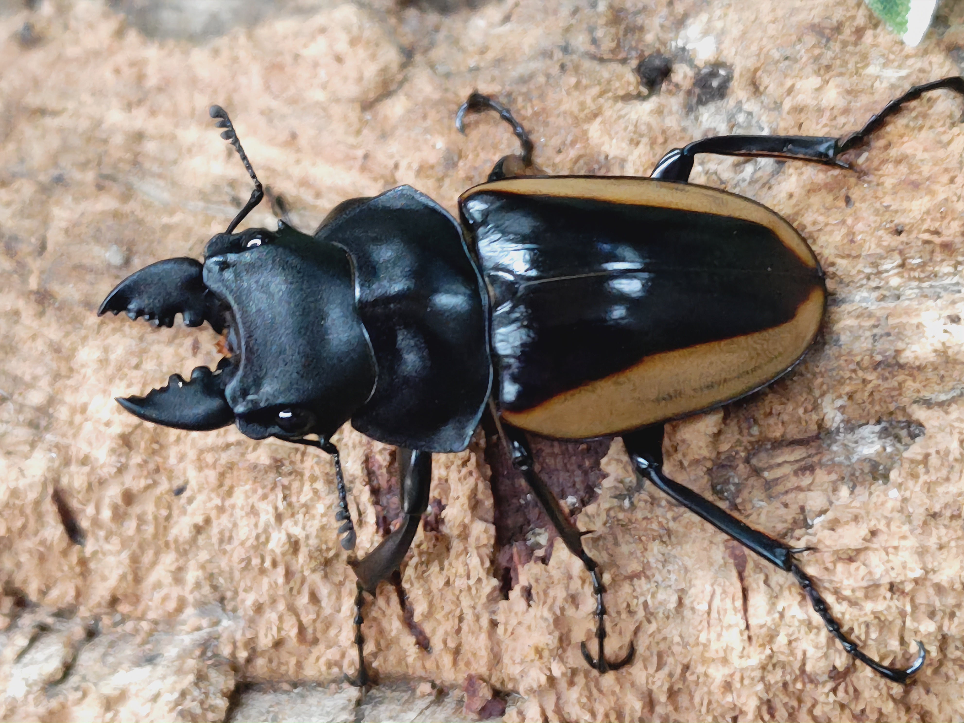 標本】アルキデスヒラタクワガタ 長歯型 スマトラ島産 96.1ミリ 野外品