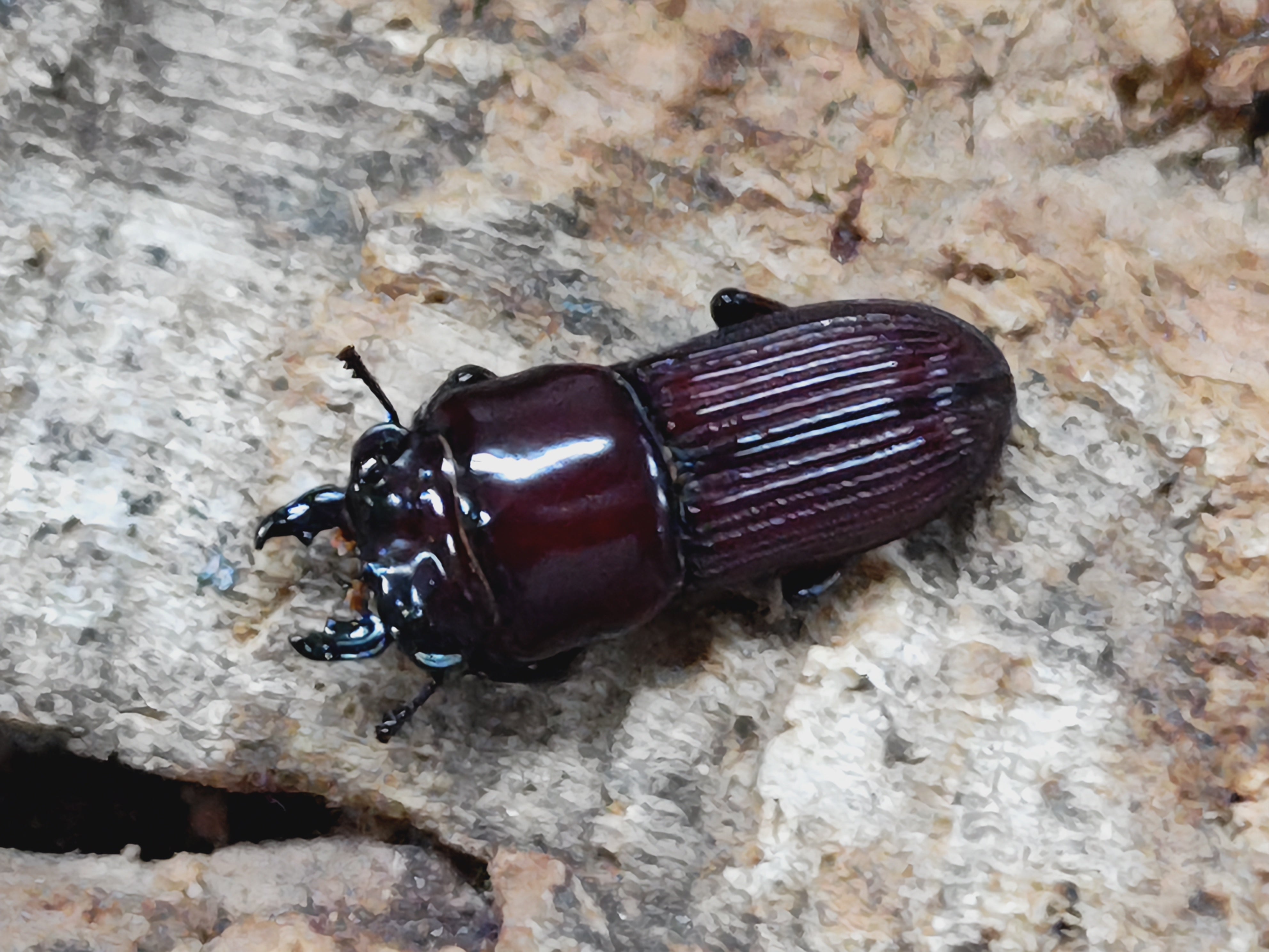 6月1日まで限定セール 昆虫標本 クワガタムシ 6月1日まで限定