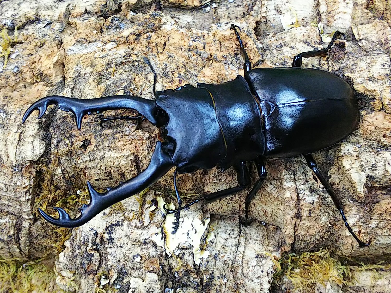 ギラファノコギリクワガタ(亜種ボロブドゥール) – タグ