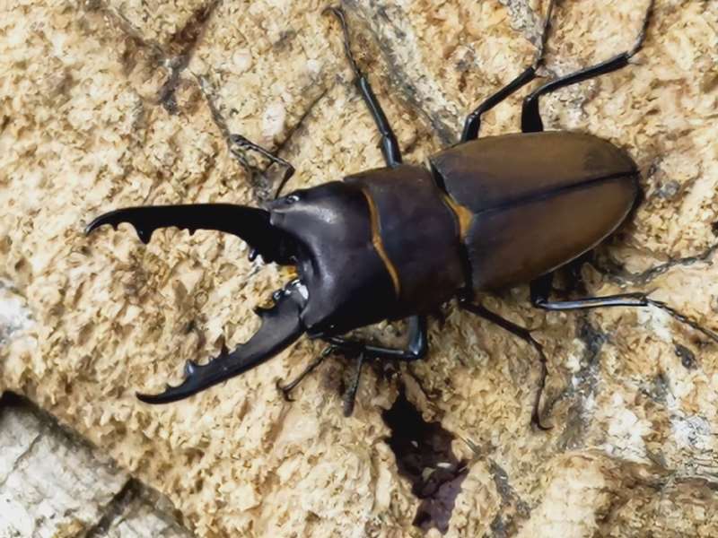 豪州産 カタハリクワガタ 18mm 豪州産 カタハリクワガタ 18mm 豪州産