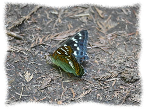 値下げ！ オオイチモンジ 北海道産 雄 × 雌 セット 【公式通販】