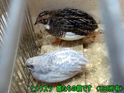 ひめうずら研究室 成鳥用配合飼料 4kg 鳥 餌 ヒメウズラ ひめうずら