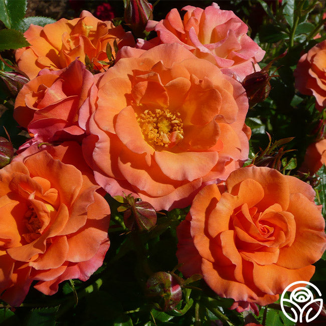 Old John™ | Colorful Floribunda Rose Bush – Heirloom Roses