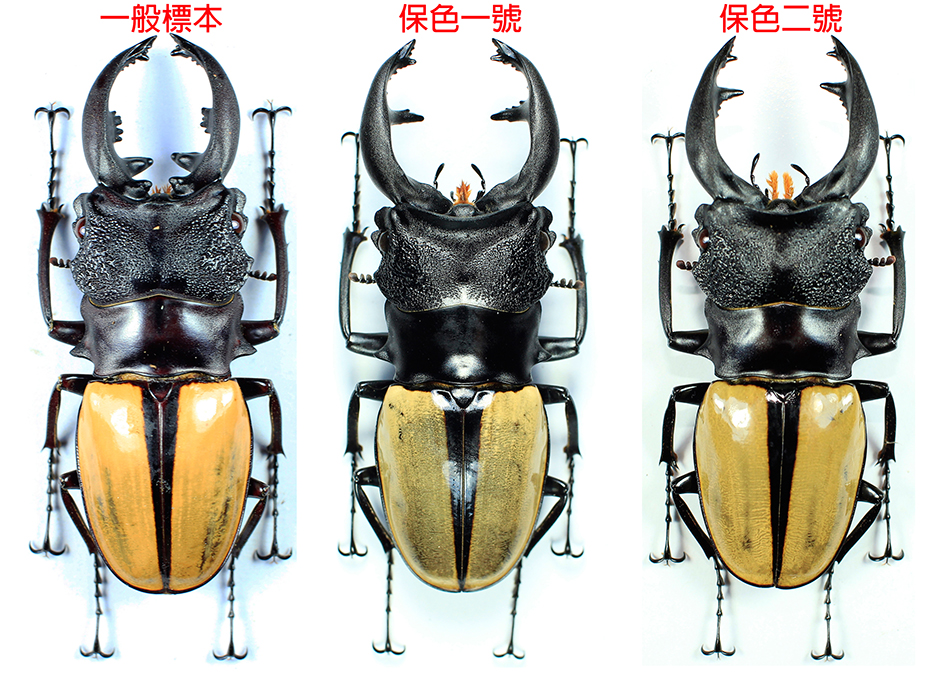大型カステルナウディクワガタ標本 大型カステルナウディクワガタ標本