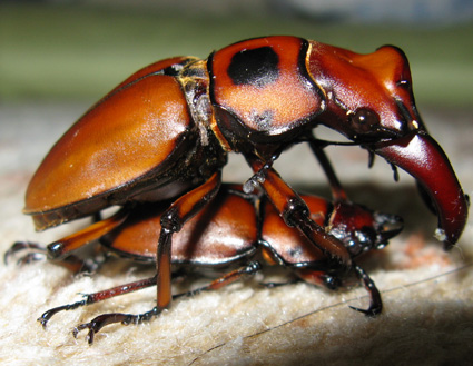 ジョンストンメンガタ交尾 | しんちゃんのクワガタ日記 - 楽天ブログ