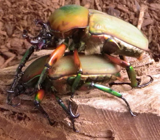 エチオピア産モンビロードツノカナブン39mm