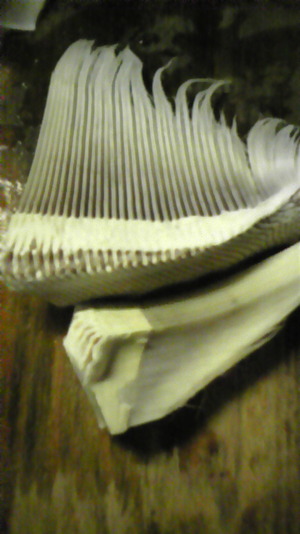 鯨歯 鯨歯 マッコウクジラ 牙玉 15.5㎜ 鯨歯 マッコウクジラ 牙玉