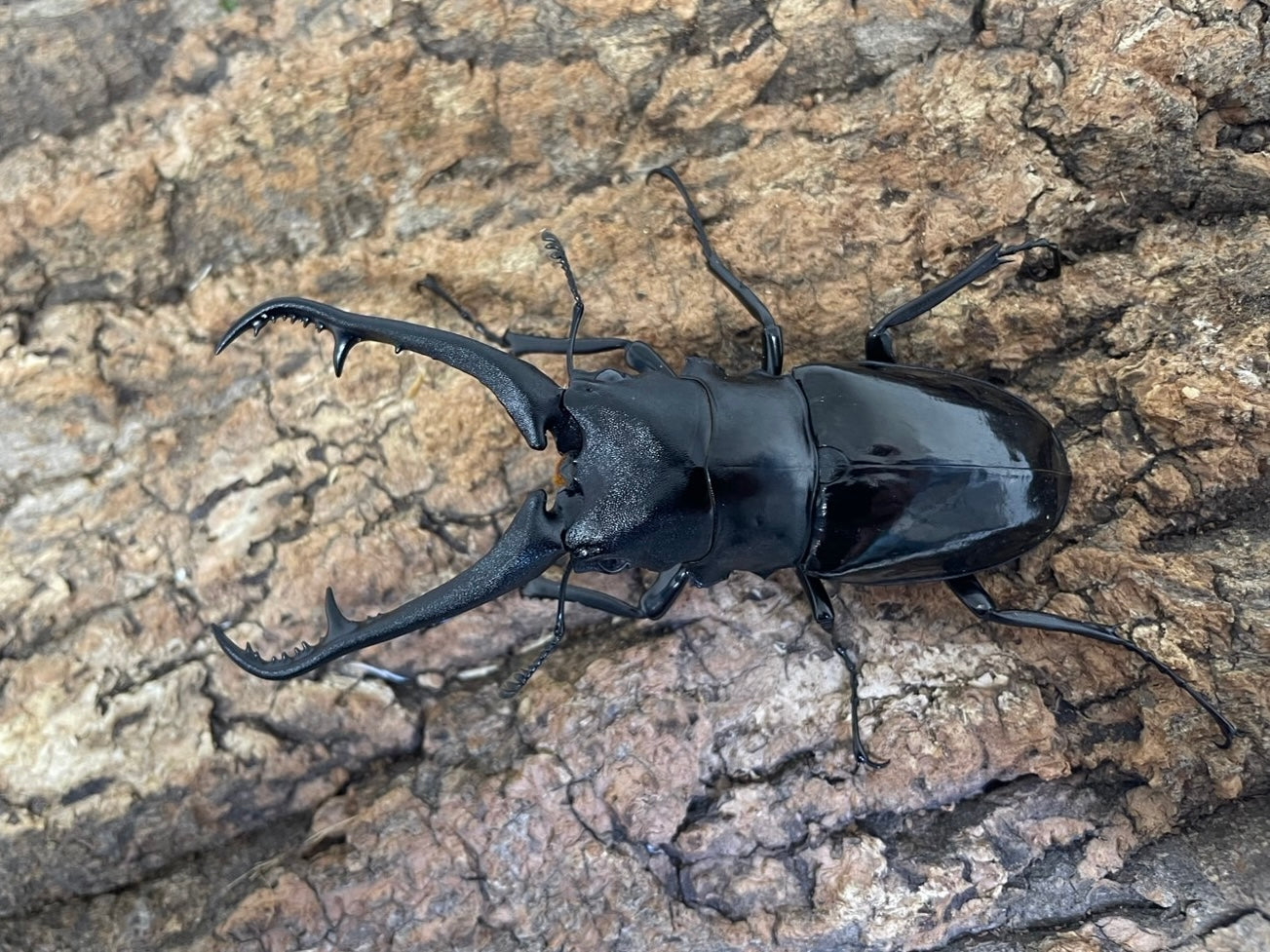 ギラファノコギリクワガタ亜種ダイスケ – INSECT SHOP KMY