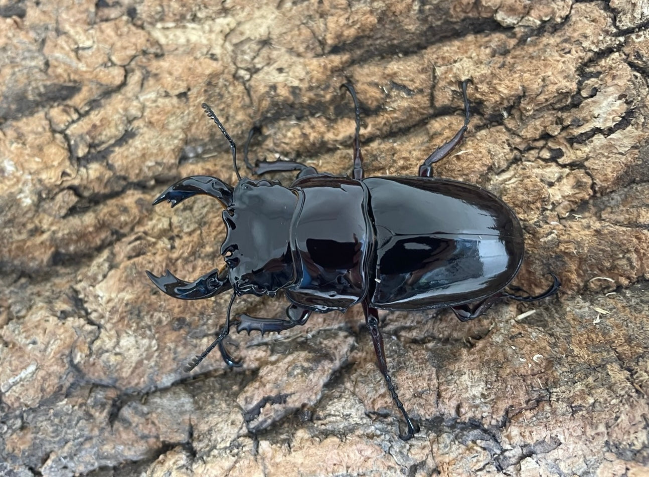 レギウスオオツヤクワガタ 標本 レギウスオオツヤクワガタ 標本