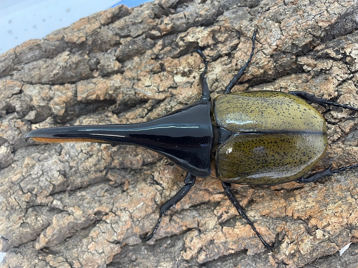 ヘラクレス・パスコアリ標本139mm