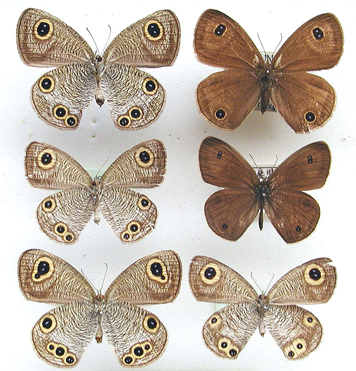 ジャノメチョウ科