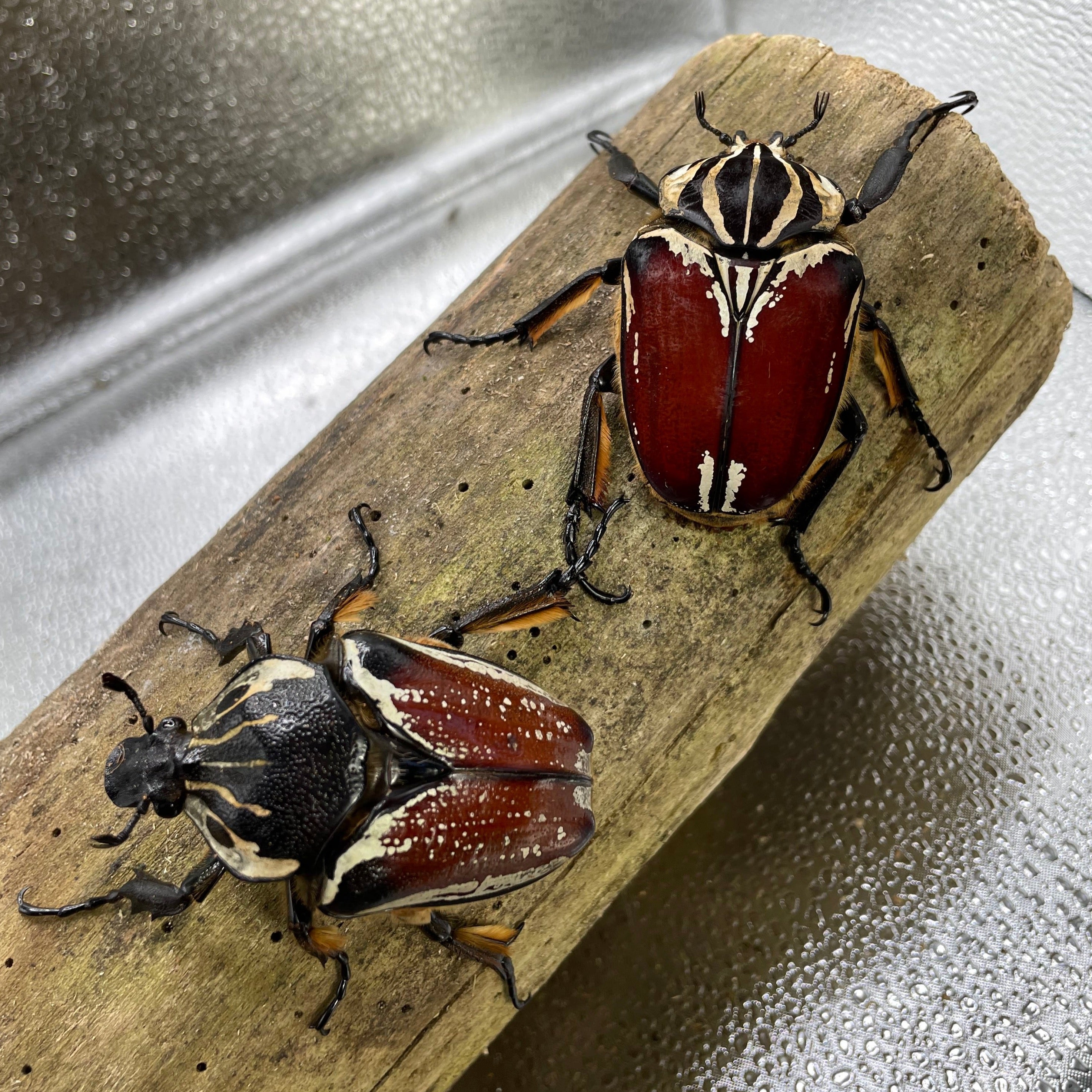 標本 Goliathus goliatus apicalis 85mm CONGO Goliath Beetle