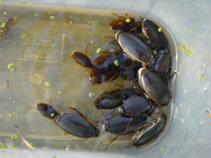 おいかわ丸のくろむし屋