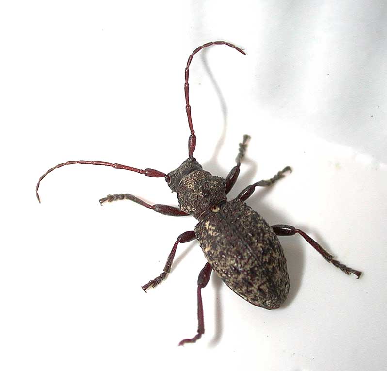 カミキリムシ（日本産カミキリ970種写真公開）