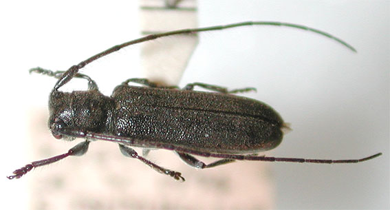 タイ産 大型フトカミキリ 現在入荷皆無 81mm タイ産 大型フトカミキリ