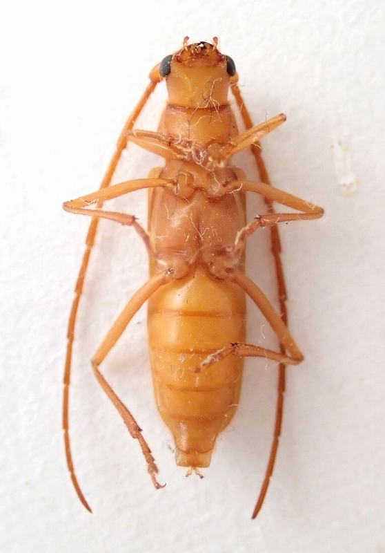 カミキリムシ（日本産カミキリ970種写真公開）